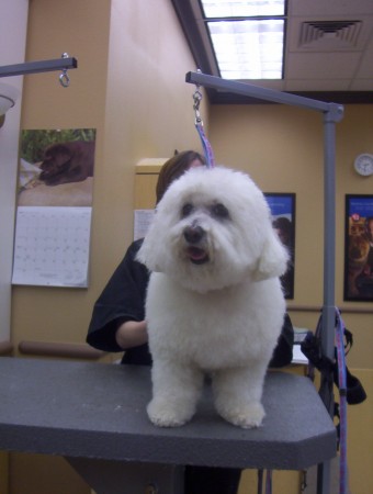 Bichon Frise Hand Scissor Cut