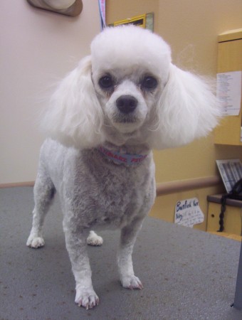 Miniature Poodle Cut