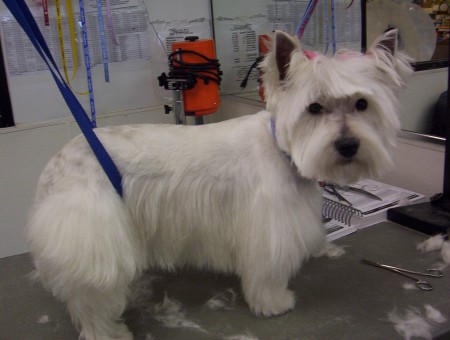 West Highland Terrier Cut
