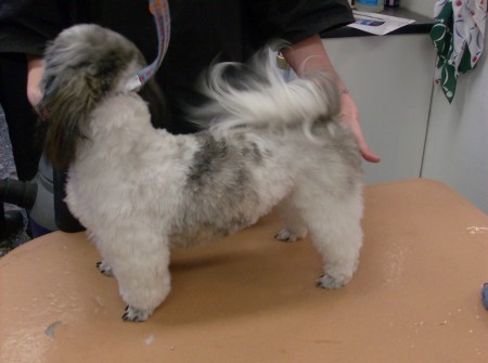 Shih Tzu Lamb Cut w/ Clean Feet and Teddy Bear Face