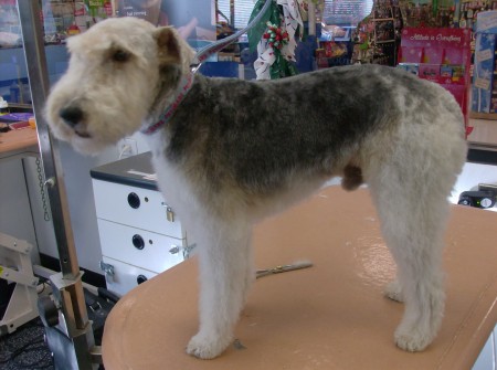 Wire Fox Terrier Cut 