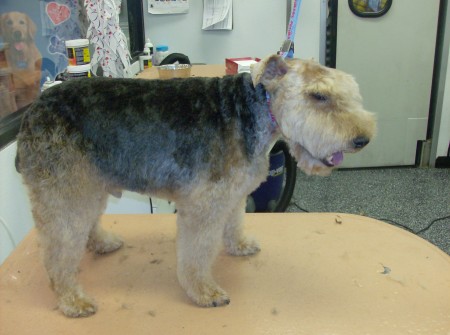 Welsh Terrier Cut